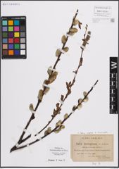 Foto von Salix caprea L. x Salix viminalis L.
